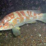 Ballan wrasse side profile showing long dorsal fin and spotted green body for identification