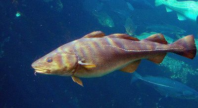UK cod with olive-green back, white lateral line, and chin barbel for identification