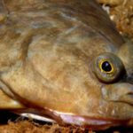 UK flounder showing flattened oval body, both eyes on one side, and variable brown-grey upper side for identification