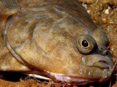 UK flounder showing flattened oval body, both eyes on one side, and variable brown-grey upper side for identification