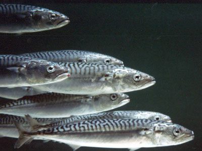 Atlantic mackerel with clear stripes and visible dorsal finlets for UK species identification