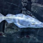 Pollock (Pollachius pollachius) showing dark green back, pale sides, forked tail, and distinctive lower jaw for identification