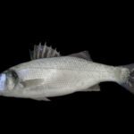European sea bass with two distinct raised dorsal fins – UK species ID