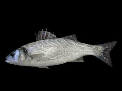 European sea bass with two distinct raised dorsal fins – UK species ID